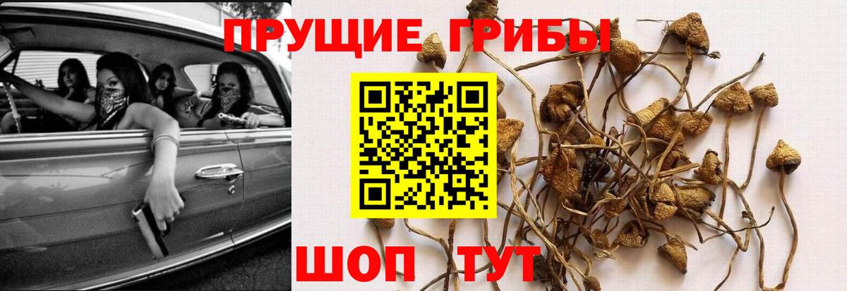 где продают   Галлюциногенные грибы мицелий  Вход с VPN  Борзя 